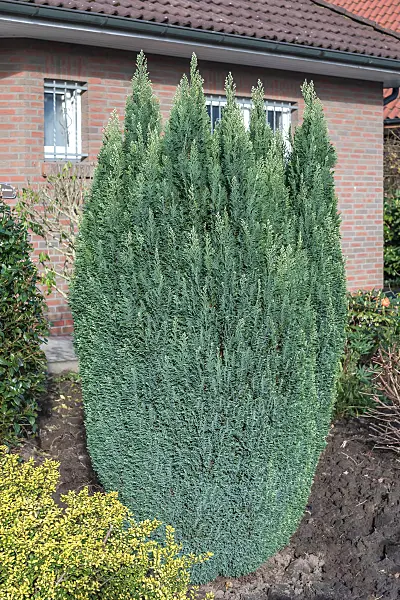 664073 - Lawson's cypress (Chamaecyparis lawsoniana 'Snow White')