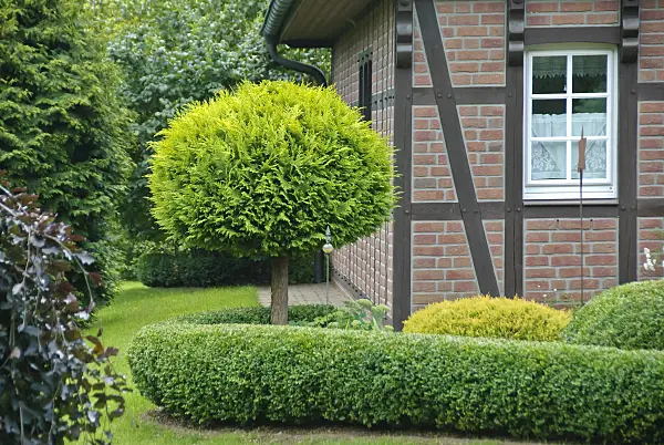 502143 - Lawson's cypress (Chamaecyparis lawsoniana 'Yvonne')