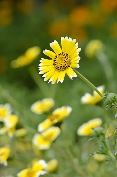 522092 - Layia platyglossa