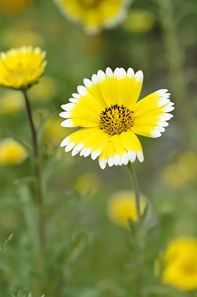 522093 - Layia platyglossa