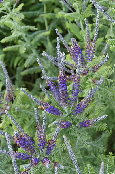 510008 - Leadplant (Amorpha canescens)