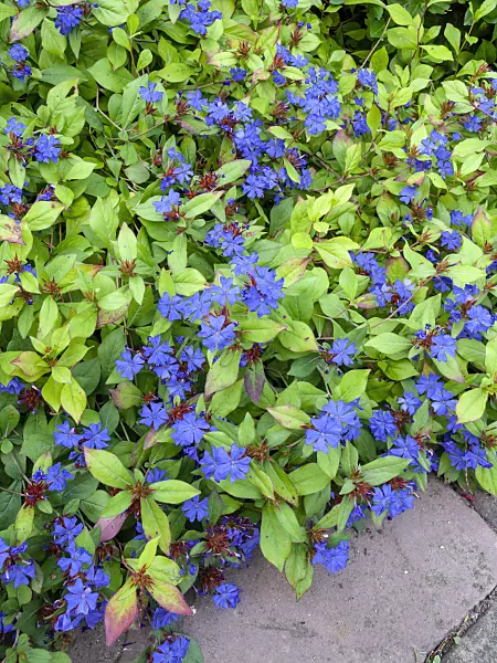 429064 - Leadwort (Ceratostigma plumbaginoides)