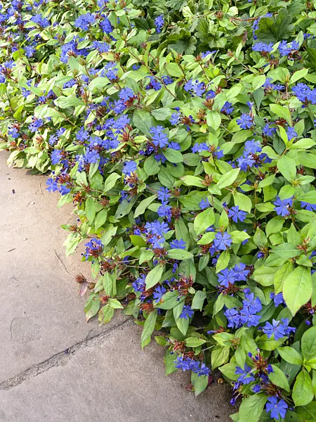 429065 - Leadwort (Ceratostigma plumbaginoides)