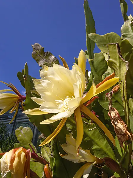 414181 - Leaf cactus (Epiphyllum)