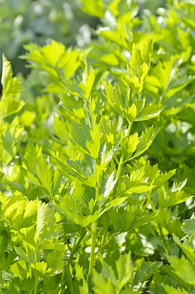 487269 - Leaf celery (Apium graveolens var. secalinum)