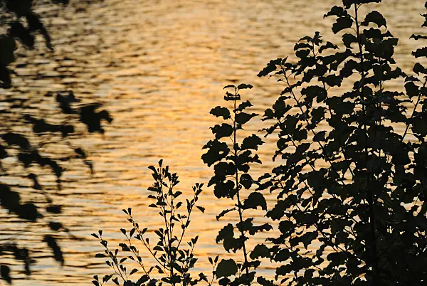 523290 - Leaf silhouettes in front of slightly moved water in the evening light