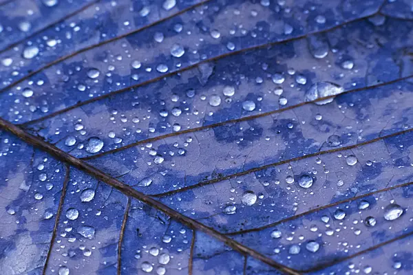 385013 - Leaf with water drops