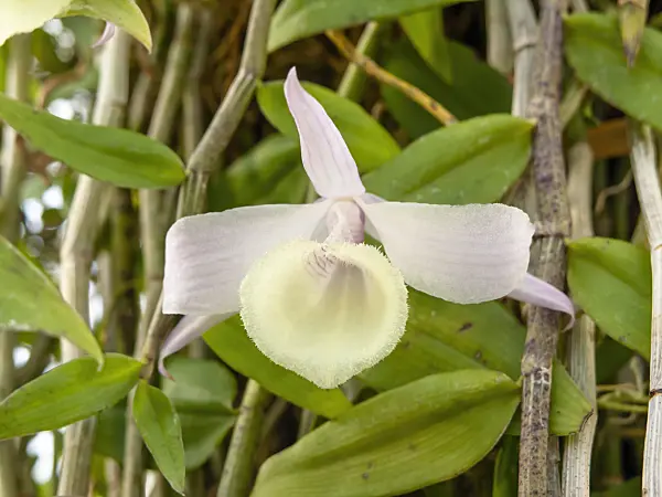 435188 - Leafless dendrobium (Dendrobium aphyllum)