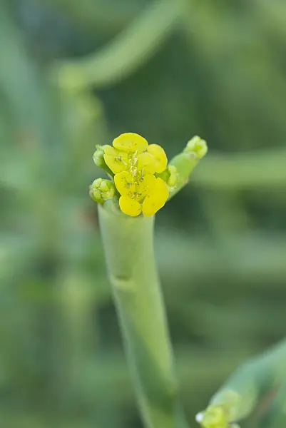 607254 - Leafless spurge (Euphorbia aphylla)