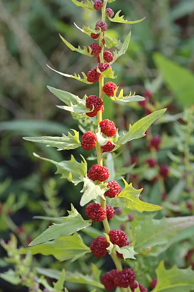 486167 - Leafy goosefoot (Blitum virgatum syn. Chenopodium foliosum)