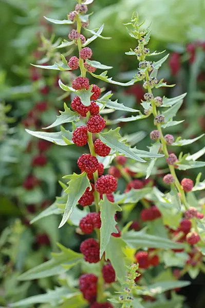 486168 - Leafy goosefoot (Blitum virgatum syn. Chenopodium foliosum)