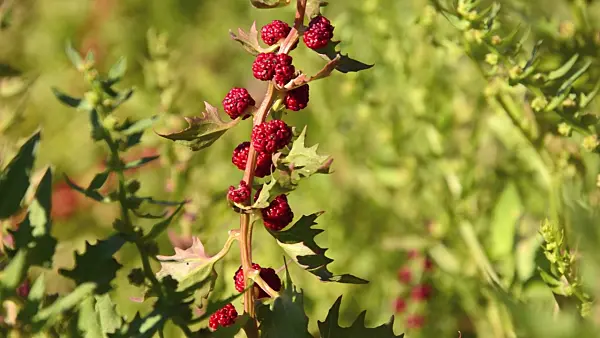 497360 - Leafy goosefoot (Blitum virgatum syn. Chenopodium foliosum)