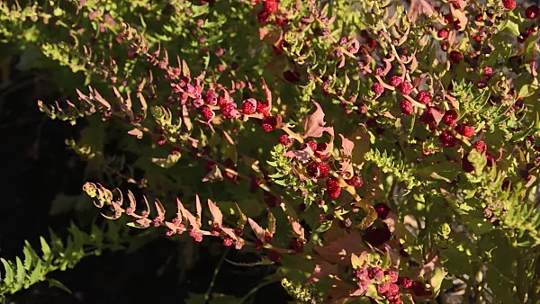 497364 - Leafy goosefoot (Blitum virgatum syn. Chenopodium foliosum)