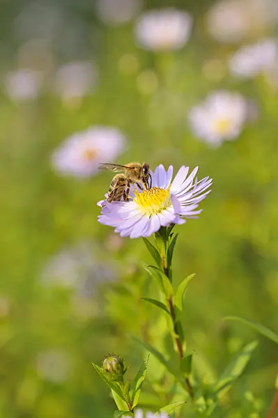 488133 - Leafybract aster (Aster foliaceus)