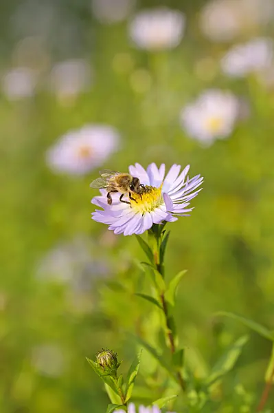 488134 - Leafybract aster (Aster foliaceus)