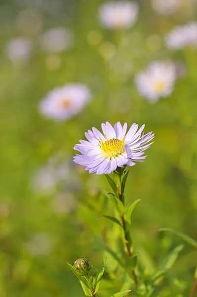 488135 - Leafybract aster (Aster foliaceus)