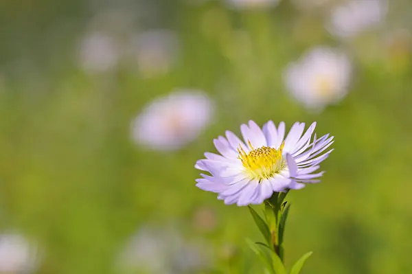 488136 - Leafybract aster (Aster foliaceus)