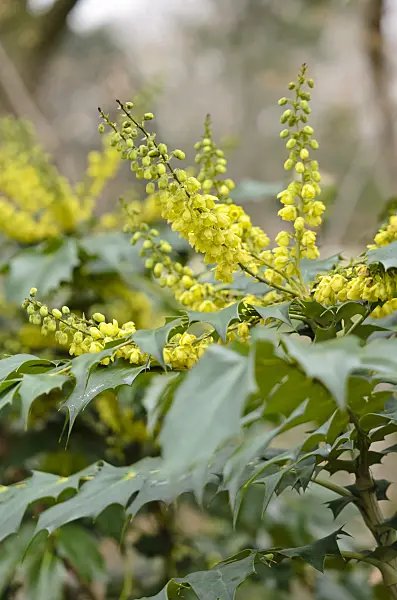 529131 - Leatherleaf mahonia (Mahonia bealei)