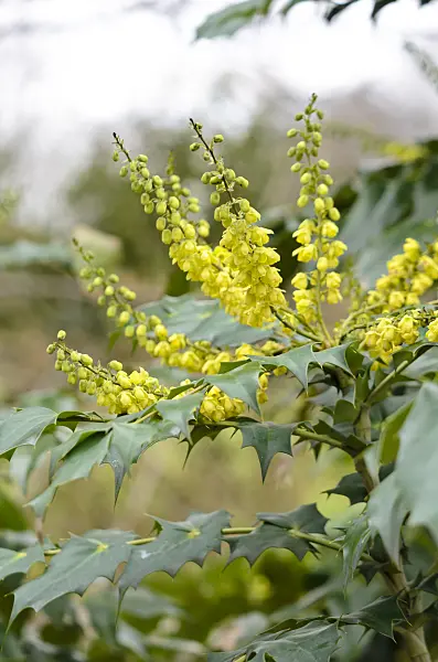 529132 - Leatherleaf mahonia (Mahonia bealei)