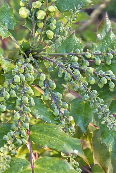 551034 - Leatherleaf mahonia (Mahonia bealei)