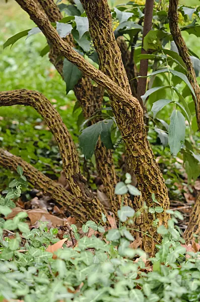 553010 - Leatherleaf mahonia (Mahonia bealei)