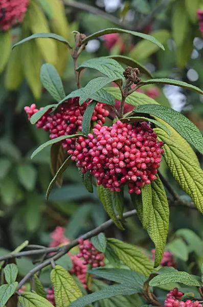 523075 - Leatherleaf viburnum (Viburnum rhytidophyllum)