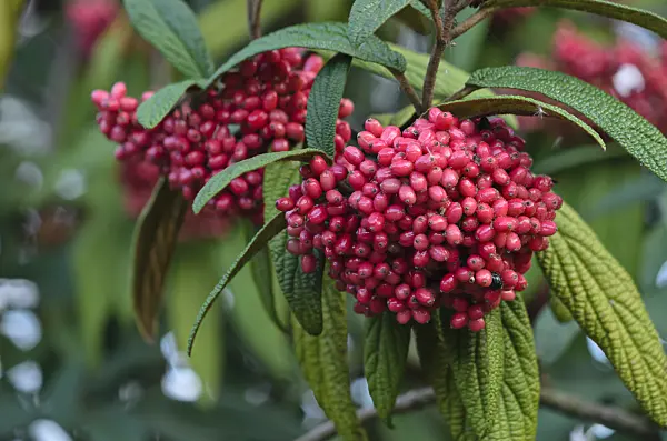 523076 - Leatherleaf viburnum (Viburnum rhytidophyllum)