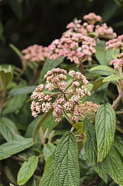 531088 - Leatherleaf viburnum (Viburnum rhytidophyllum)