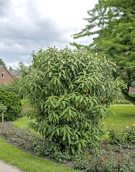 547312 - Leatherleaf viburnum (Viburnum rhytidophyllum)