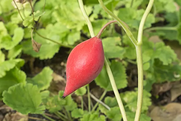 595004 - Leavenworthia exigua