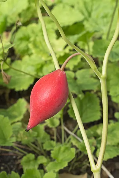 595005 - Leavenworthia exigua