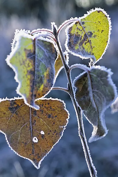 432062 - Leaves with hoar frost