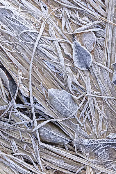 467091 - Leaves with hoar frost