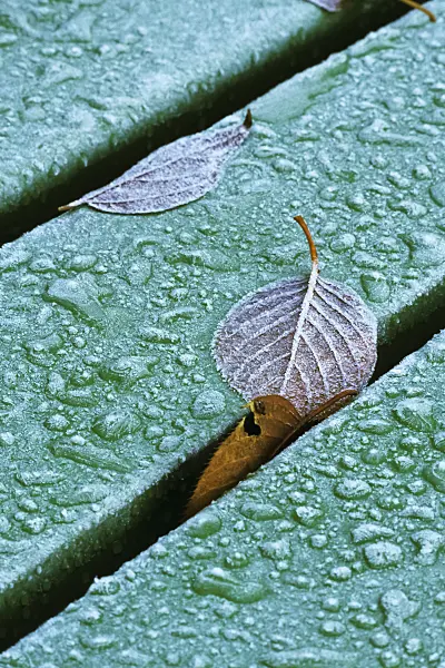384051 - Leaves with hoar frost on a bench