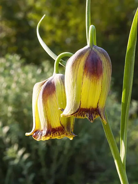 412046 - Lebanese fritillary (Fritillaria acmopetala)