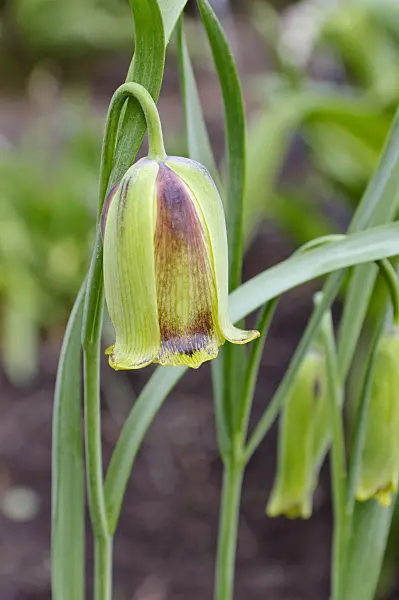 471225 - Lebanese fritillary (Fritillaria acmopetala)