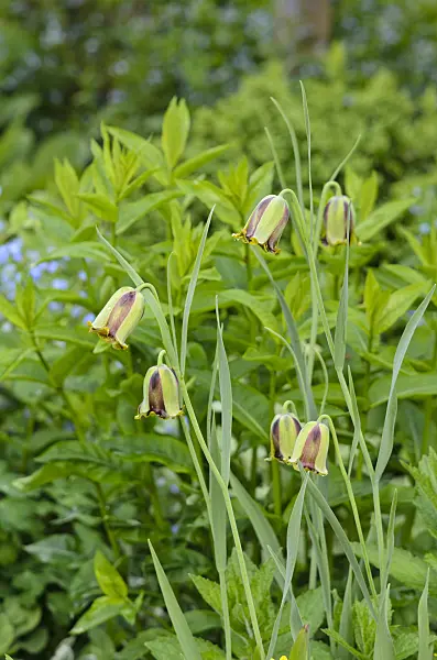520156 - Lebanese fritillary (Fritillaria acmopetala)
