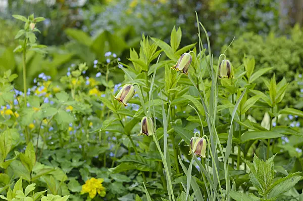 520157 - Lebanese fritillary (Fritillaria acmopetala)