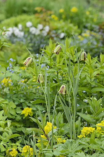 520158 - Lebanese fritillary (Fritillaria acmopetala)