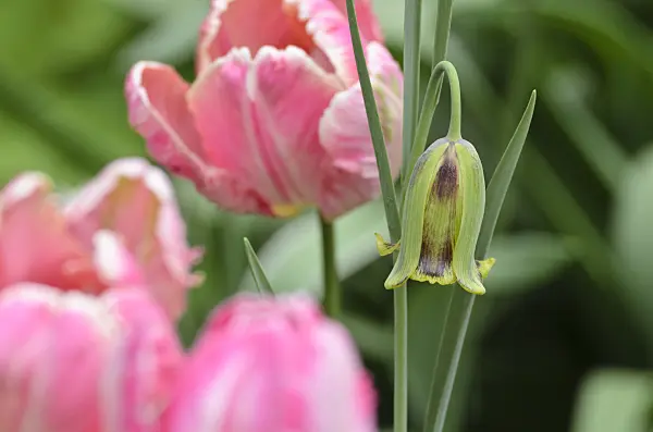 495345 - Lebanese fritillary (Fritillaria acmopetala) and parrot tulip (Tulipa Apricot Parrot)