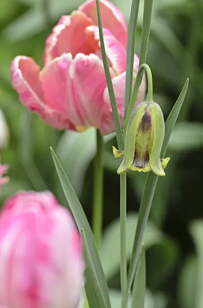 495346 - Lebanese fritillary (Fritillaria acmopetala) and parrot tulip (Tulipa Apricot Parrot)