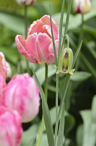 495347 - Lebanese fritillary (Fritillaria acmopetala) and parrot tulip (Tulipa Apricot Parrot)