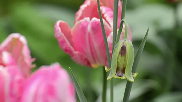 495351 - Lebanese fritillary (Fritillaria acmopetala) and parrot tulip (Tulipa Apricot Parrot)