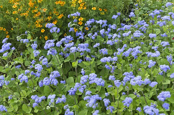 510170 - Leberbalsam (Ageratum houstonianum)