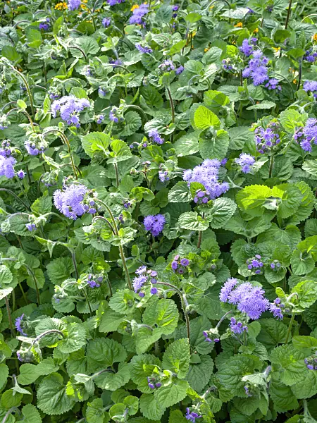 451022 - Leberbalsam (Ageratum houstonianum 'Tetra Blaues Meer')