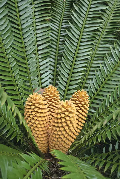 517481 - Lebombo cycad (Encephalartos senticosus)