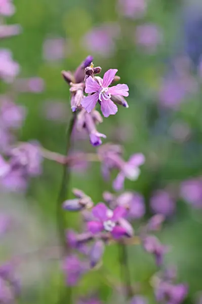 484082 - Leimkraut (Silene atropurpurea)