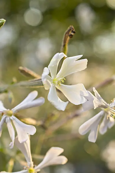 510086 - Leimkraut (Silene paradoxa)
