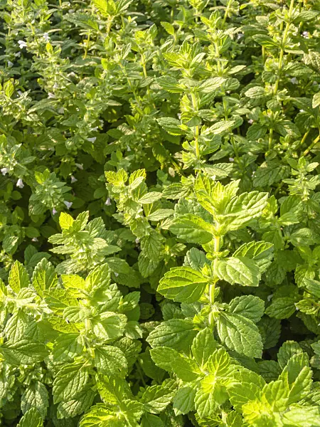 415039 - Lemon balm (Melissa officinalis)