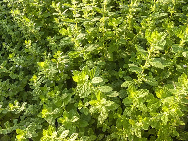 415041 - Lemon balm (Melissa officinalis)